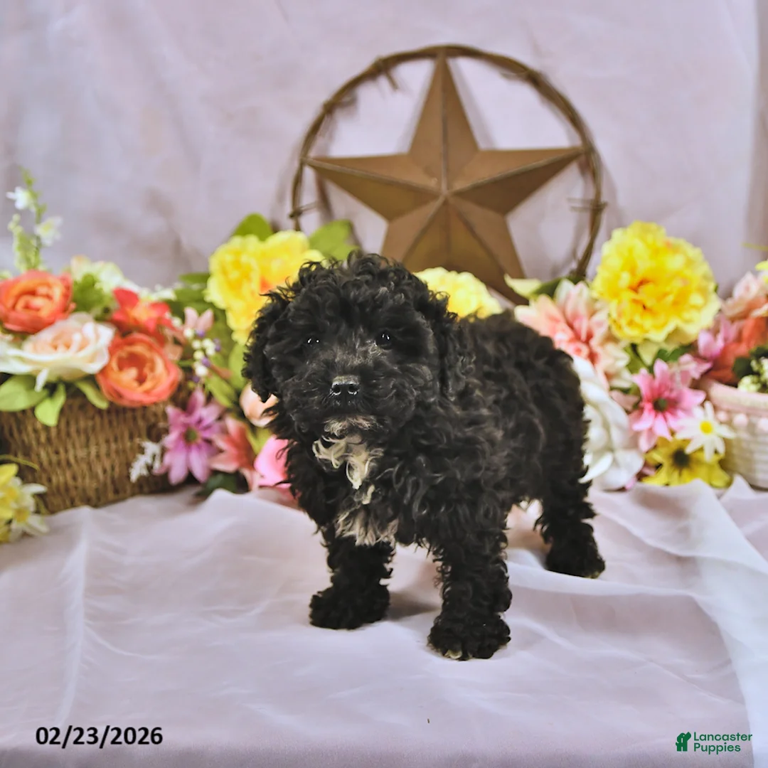 Miniature Poodle dogs for sale: Baxton - Ad 2