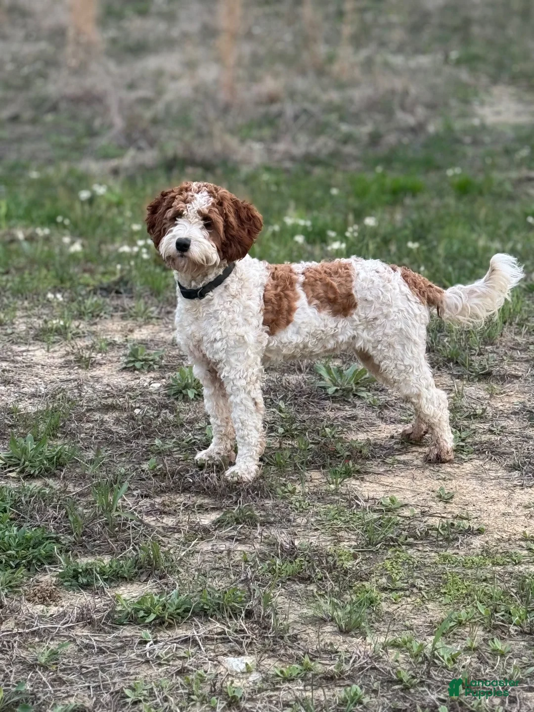 Cavapoo dogs for sale: Slate - Ad 5