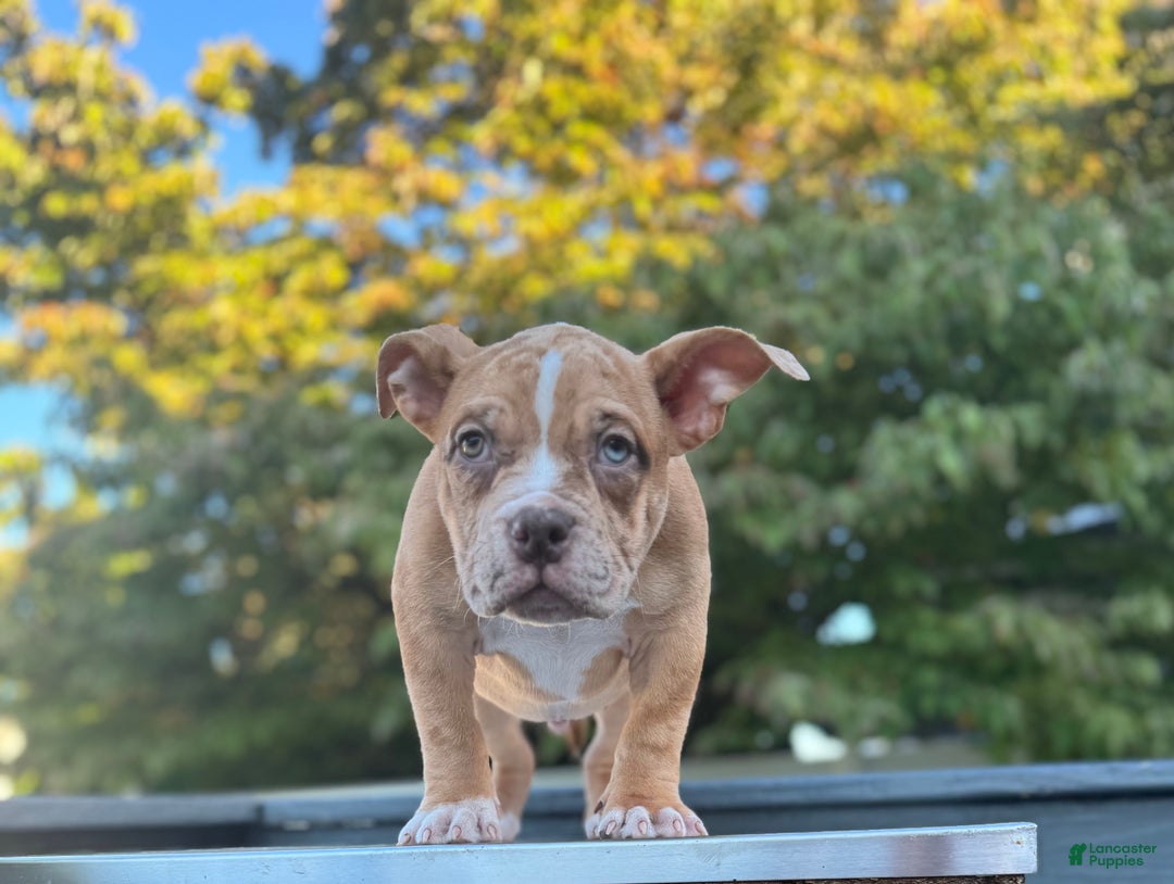American Bully dogs for sale: Chocolate Fawn Merle - Ad 3