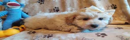 Maltipoo dogs for sale: Eleanor  - Ad 10