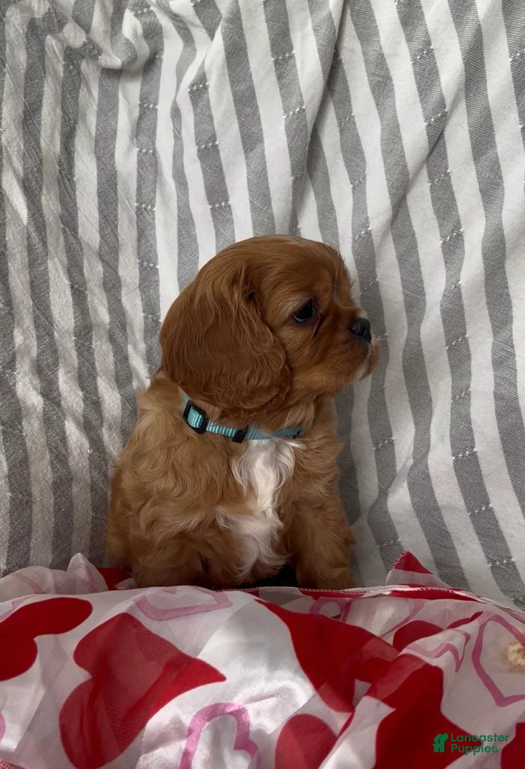 Cavalier King Charles Spaniel dogs for sale: Cavalier King Charles Spaniel Puppy 4 - Ad 3