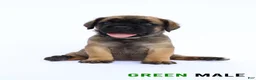 Cane Corso dogs for sale: Blue Male - Ad 5