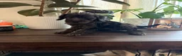 Labradoodle dogs for sale: Cole  - Ad 4