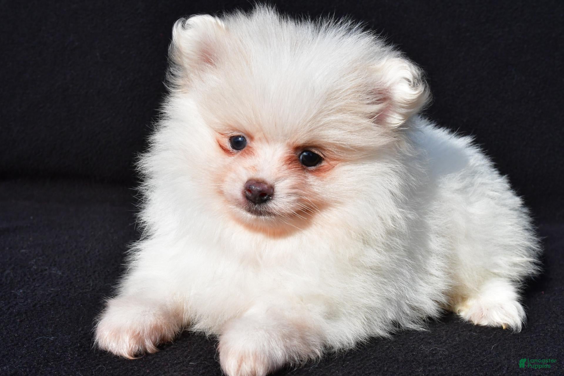 Pomeranian dogs for sale: Issac - Ad 1