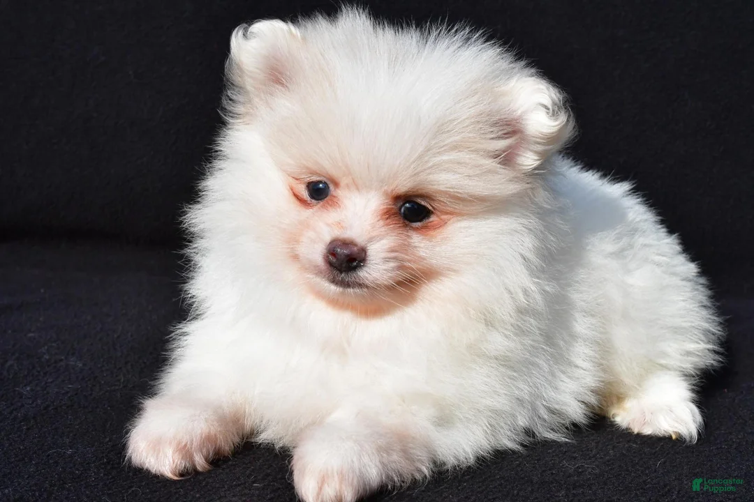 Pomeranian dogs for sale: Issac - Ad 1