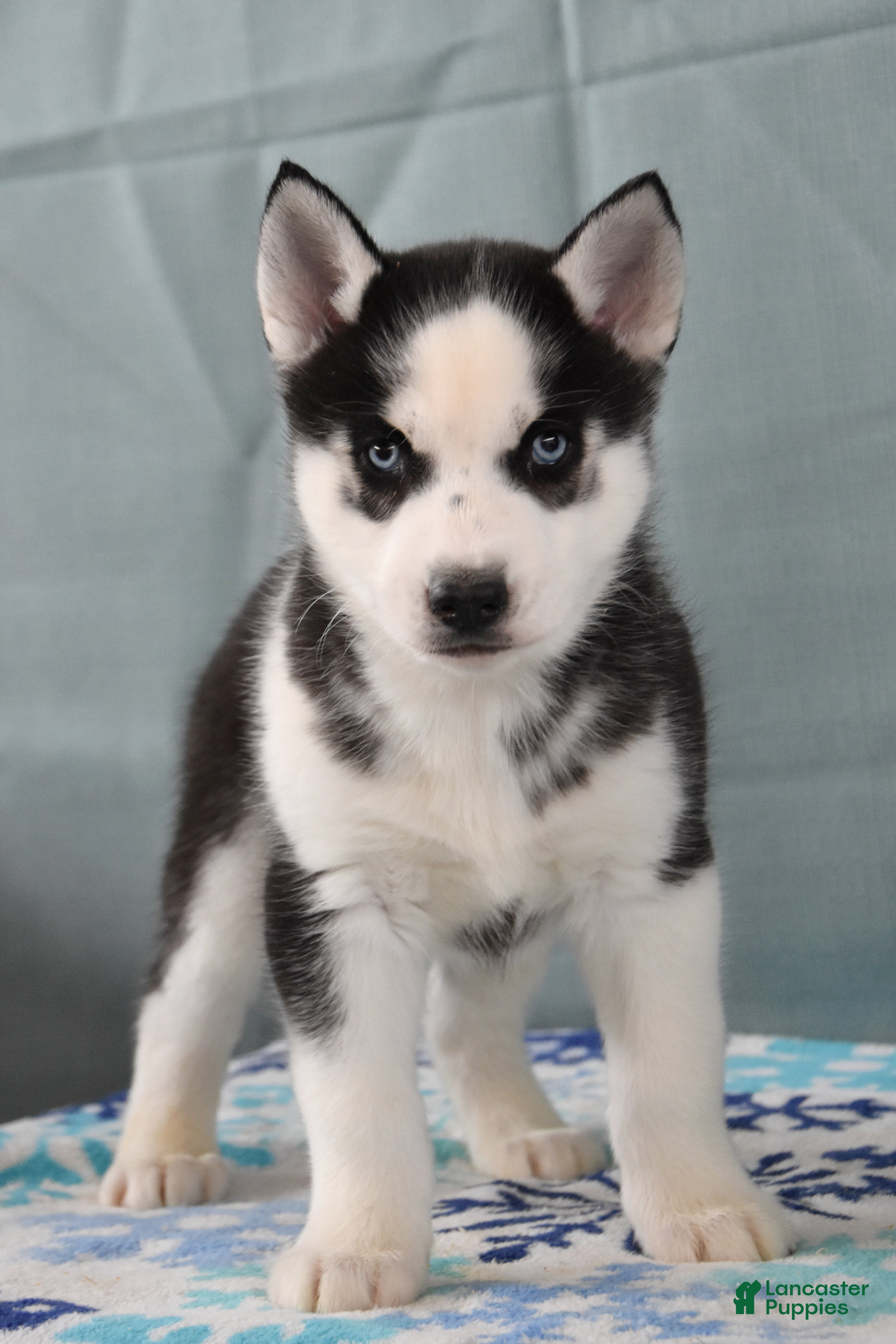 Siberian Husky dogs Tater Tot - Ad 9