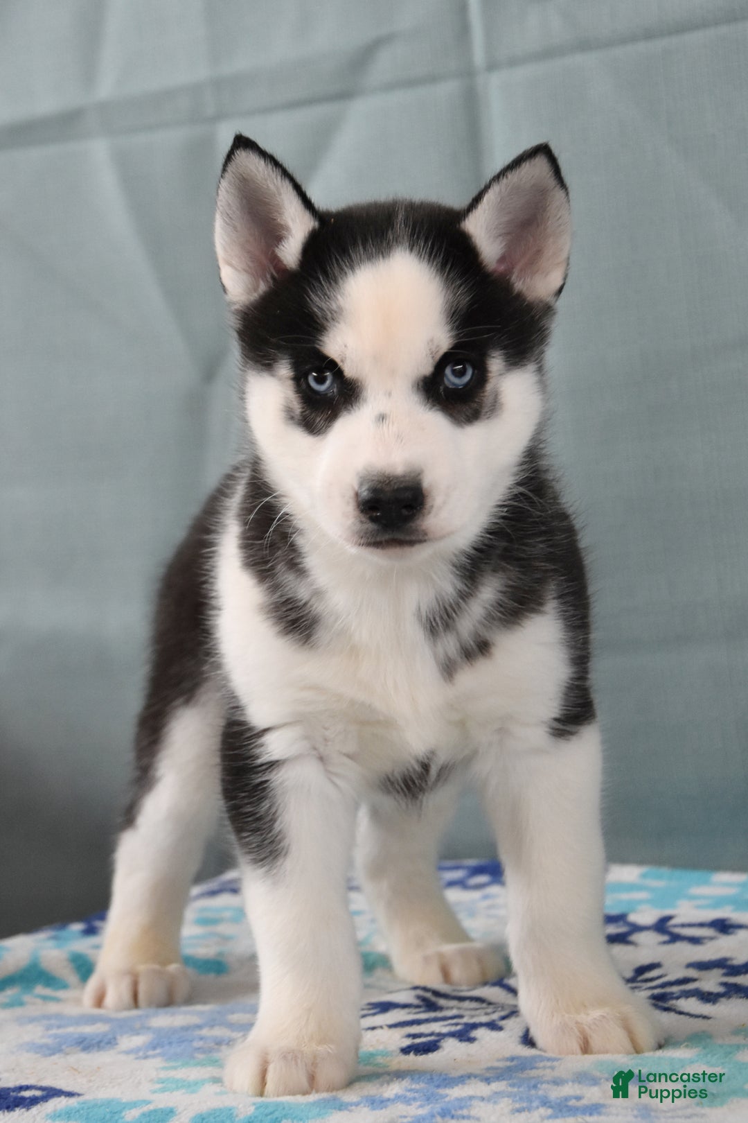Siberian Husky dogs for sale: Tater Tot - Ad 1
