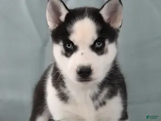 Siberian Husky dogs Tater Tot - Ad 29