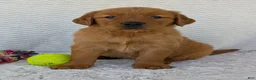 Golden Retriever dogs for sale: Miss Rosie  - Ad 11