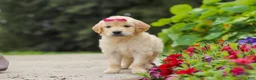 Golden Retriever dogs for sale: Bonnie - Ad 3