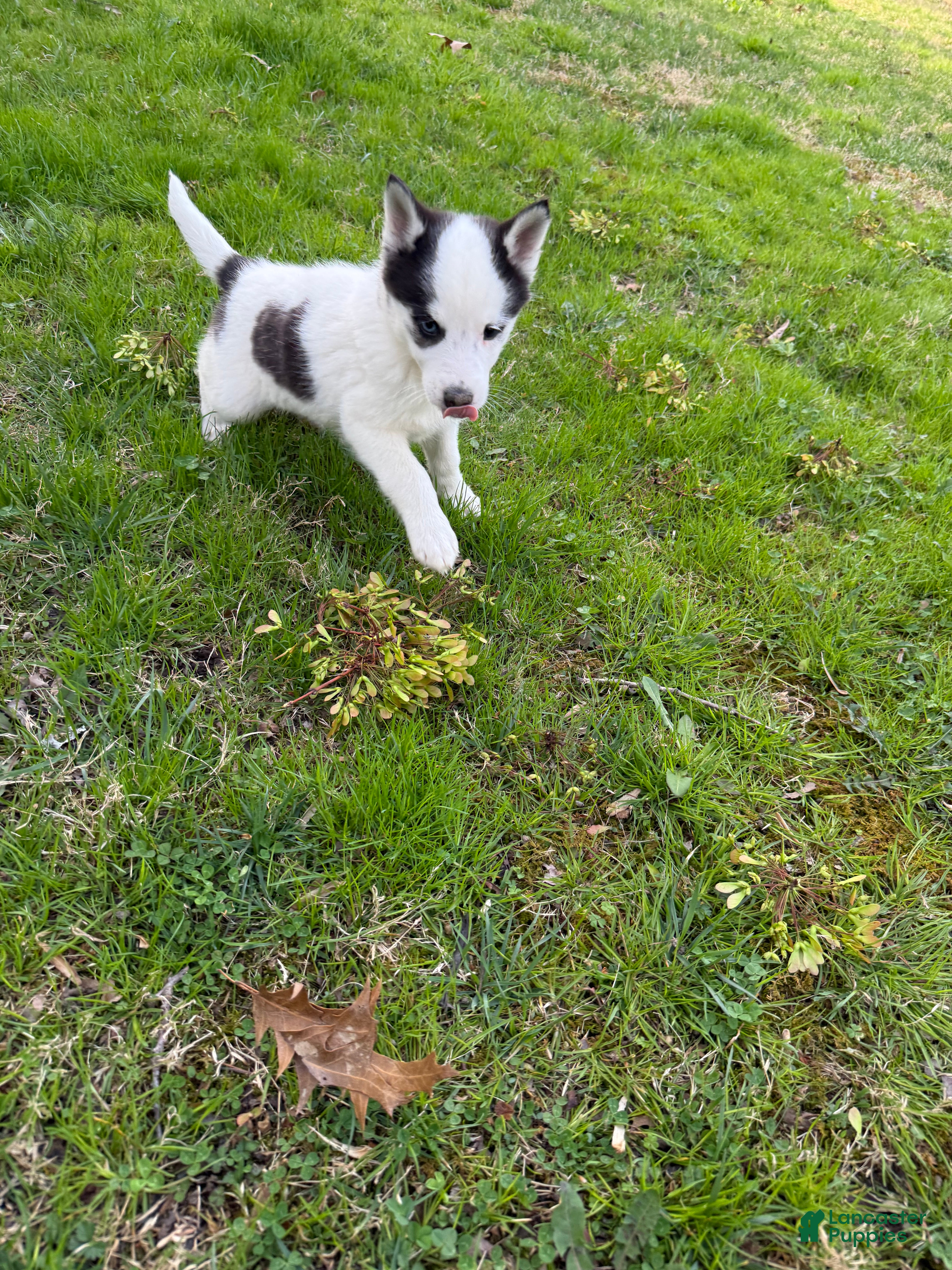 Pomsky dogs Pomsky Puppy 3 - Ad 19