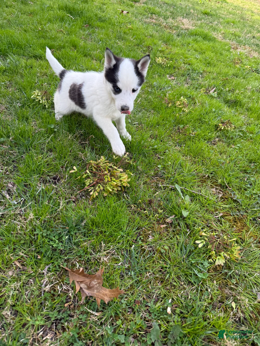 Pomsky dogs for sale: Pomsky Puppy 3 - Ad 1