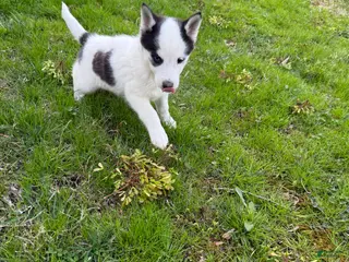 Pomsky dogs Pomsky Puppy 3 - Ad 19