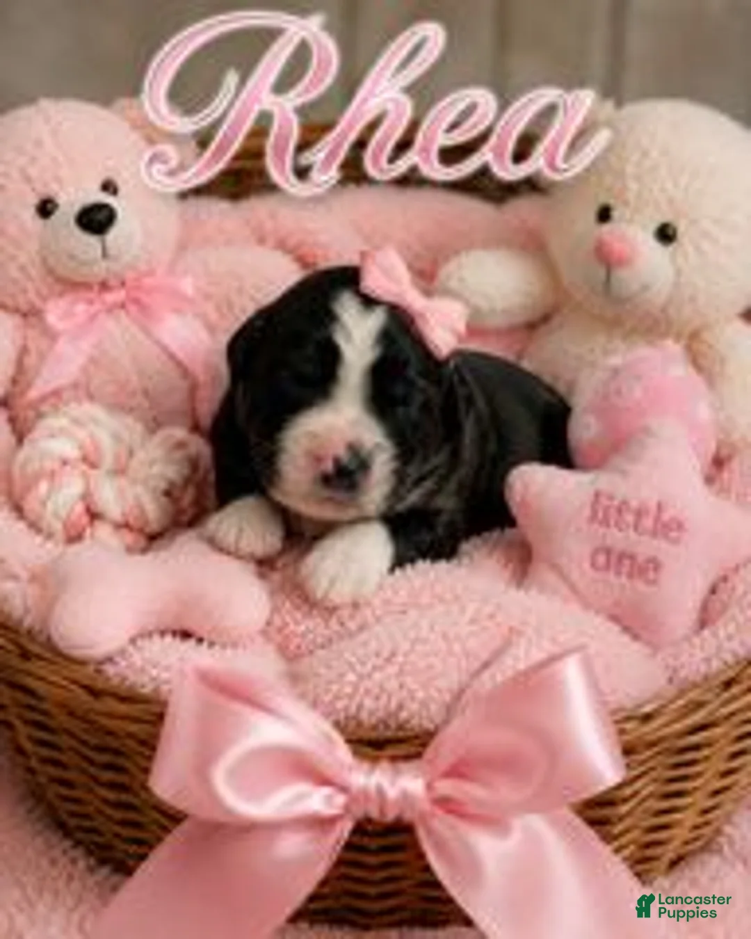 Bernedoodle dogs for sale: Rhea - Ad 1