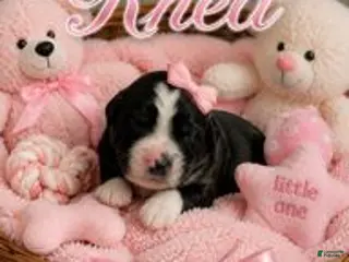 Bernedoodle dogs Rhea - Ad 22