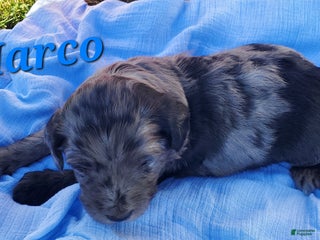 Mixed Breed dogs - Ad 16