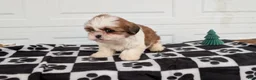 Shih Tzu dogs for sale: Poppy - Ad 7