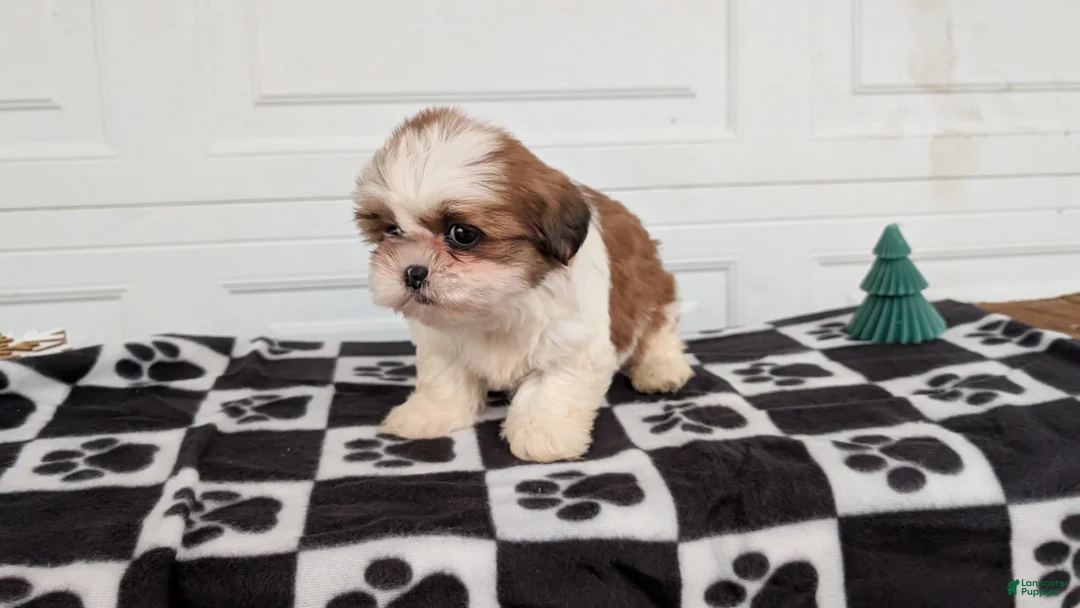 Shih Tzu dogs for sale: Poppy - Ad 7
