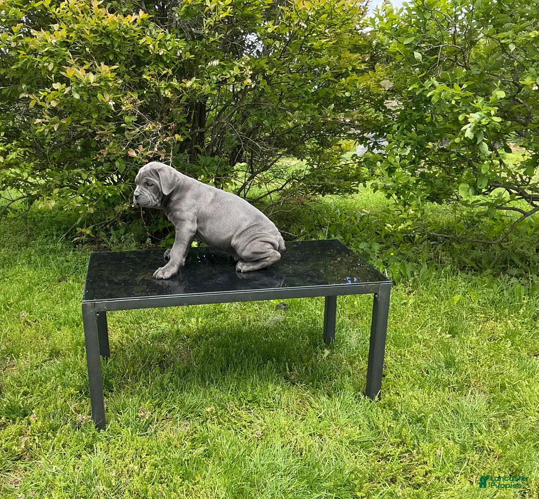 Cane Corso dogs for sale: Cane Corso Puppy 1 - Ad 1