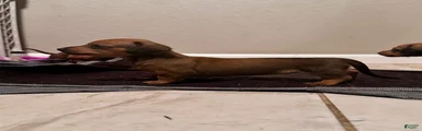 Dachshund 3