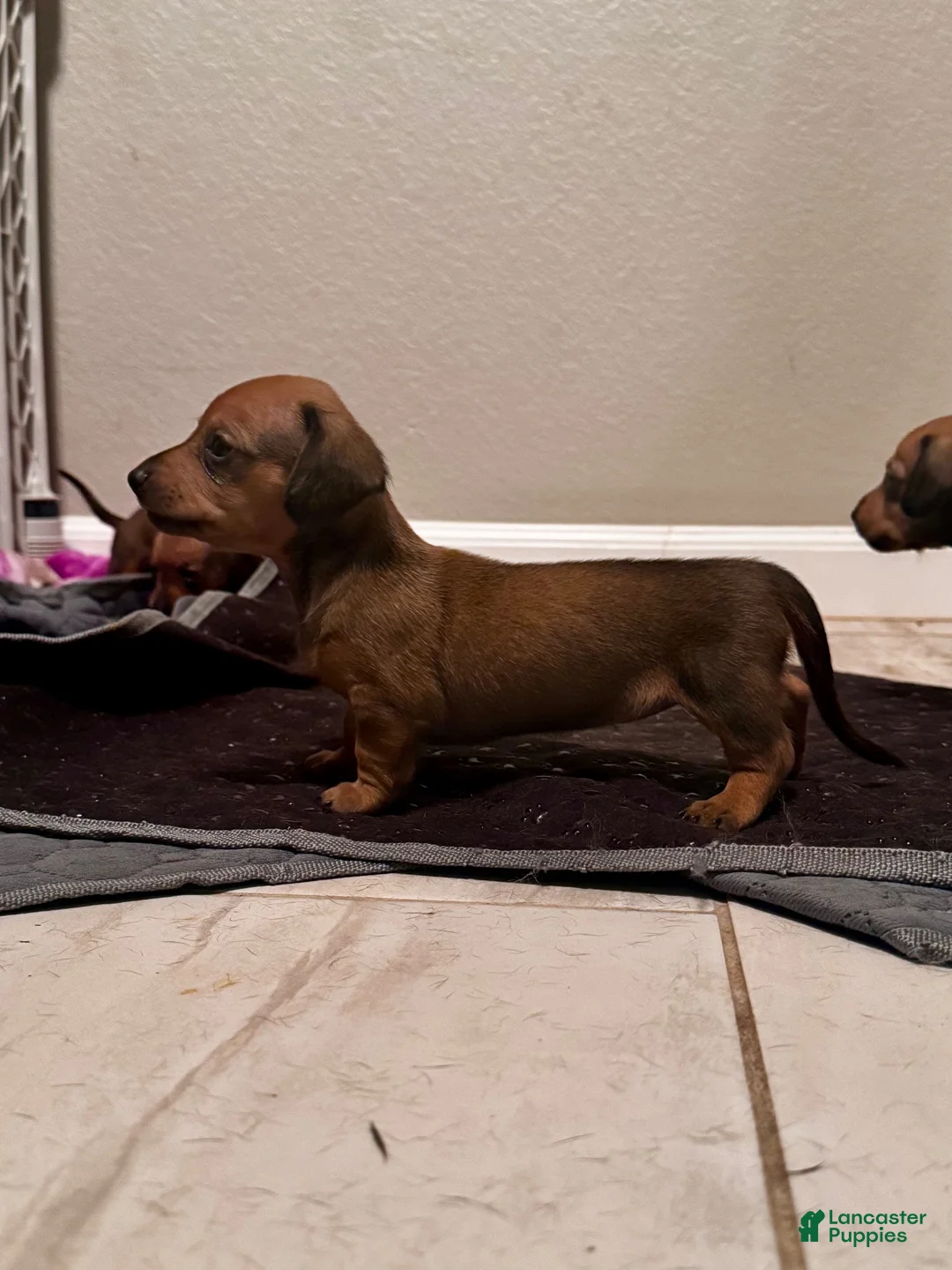 Dachshund dogs for sale: Dachshund 3 - Ad 1