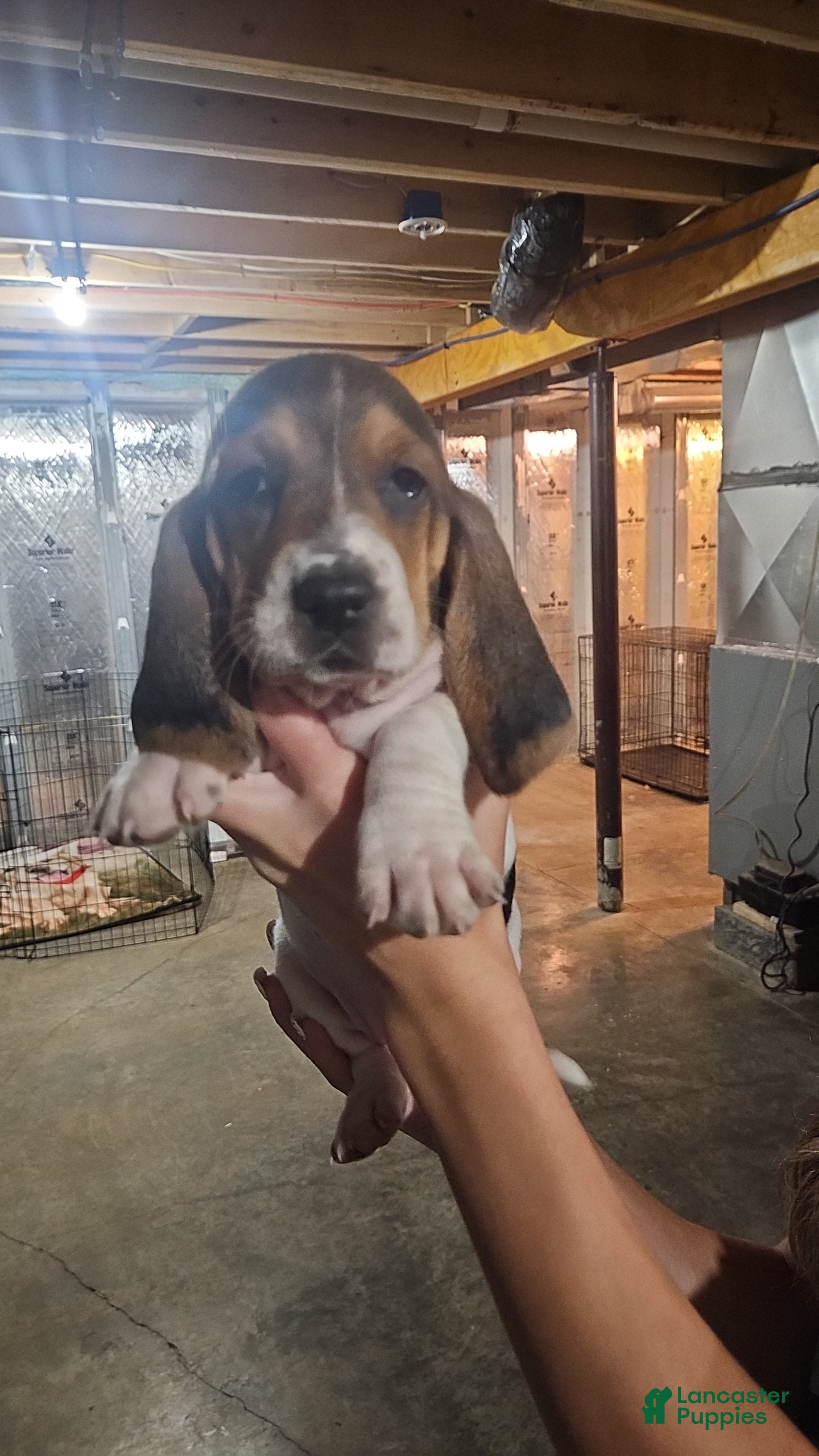 Basset Hound dogs Eleven - Ad 22