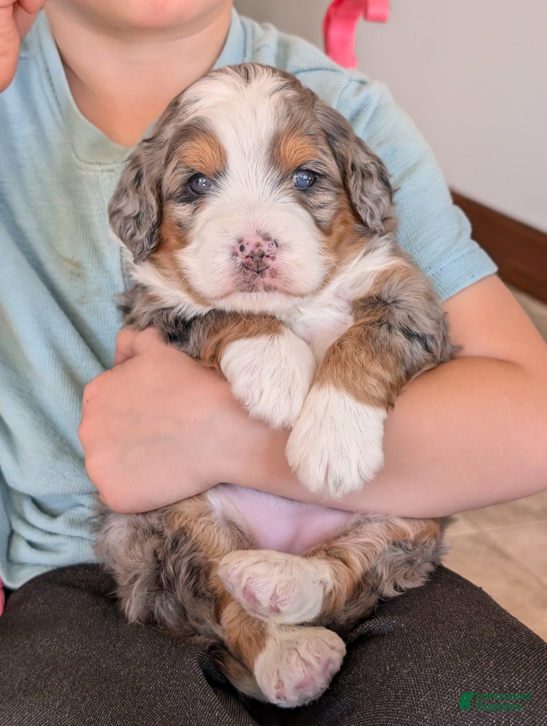 Mini Bernedoodle dogs for sale: Mini Sadie  - Ad 15