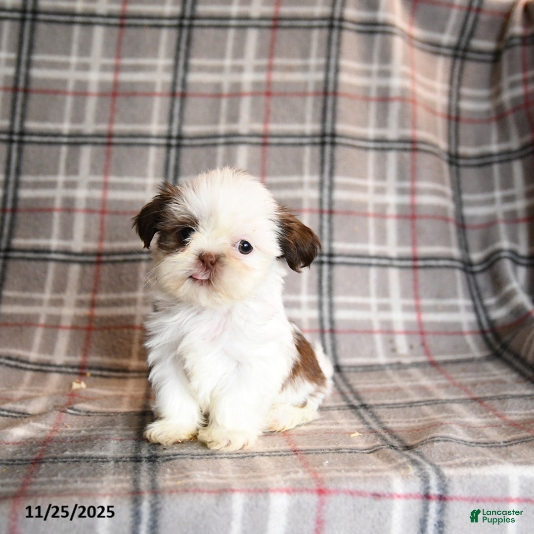 Shih Tzu dogs for sale: Coral - Ad 5