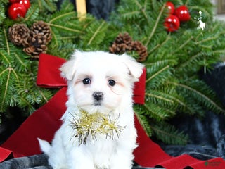 Maltese dogs Joy - Ad 38