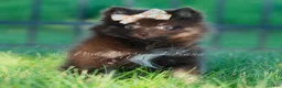 Pomeranian dogs for sale: Mocha - Ad 2