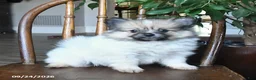 Pomeranian dogs for sale: Tulip - Ad 1