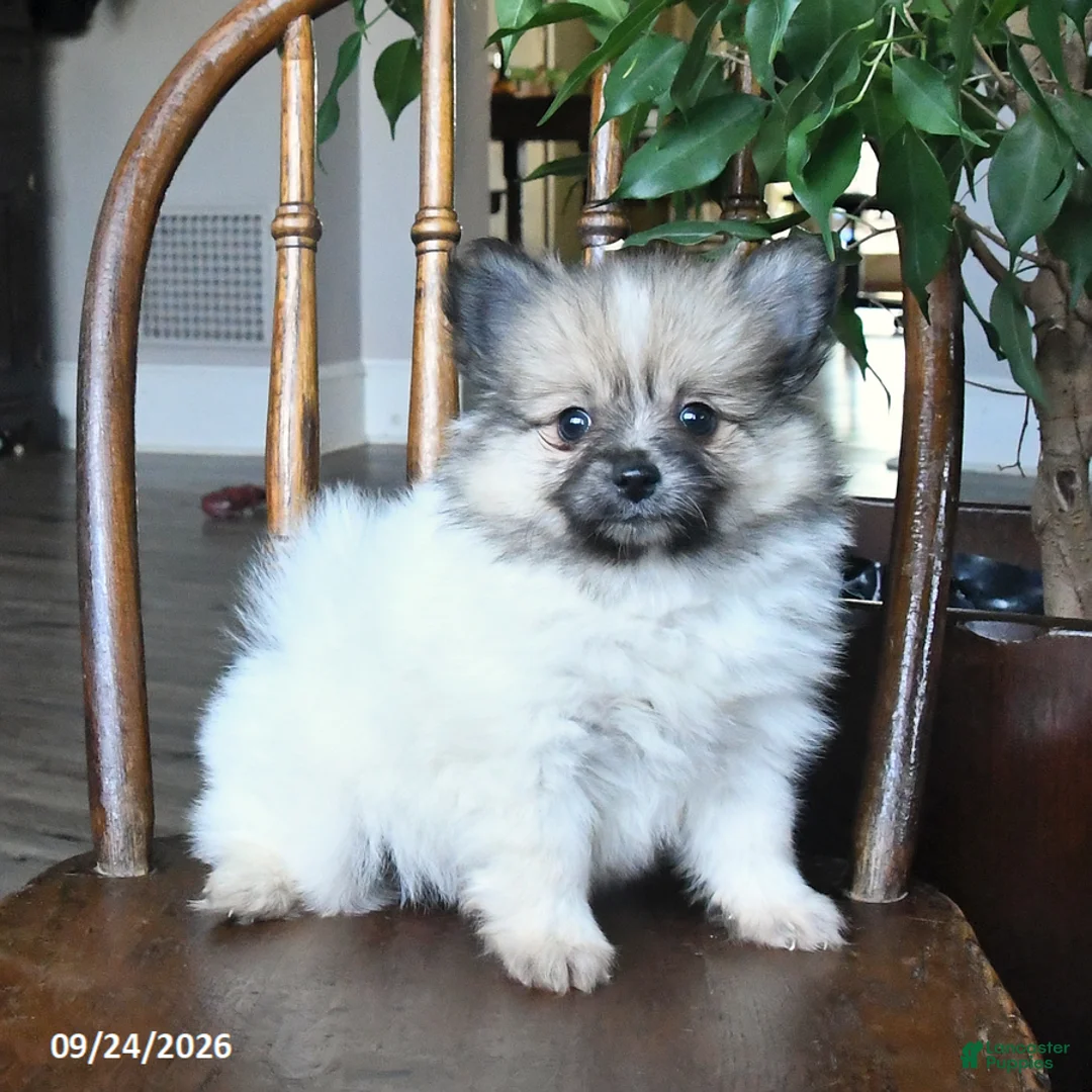 Pomeranian dogs for sale: Tulip - Ad 1
