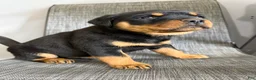 Rottweiler dogs for sale: Lou - Ad 5