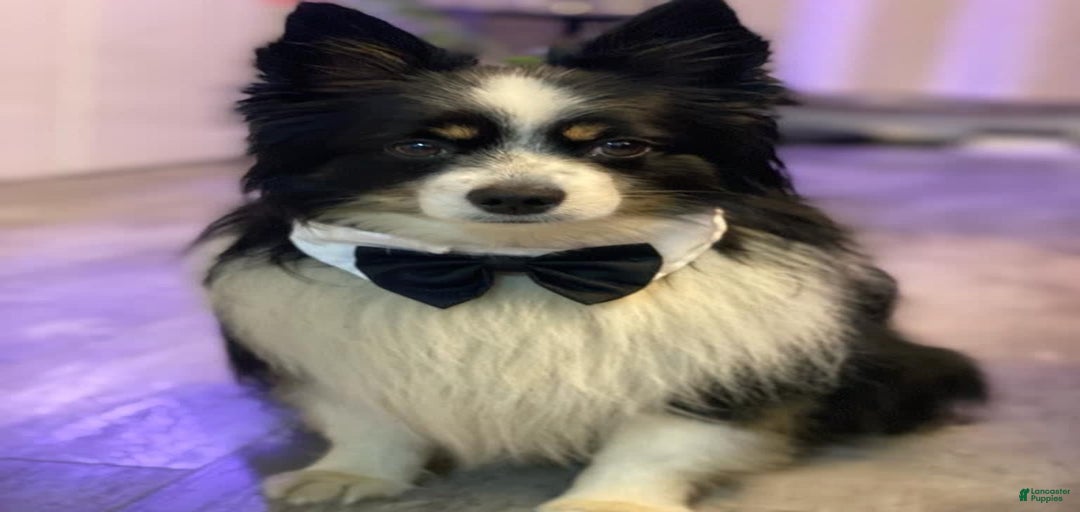 Gallery Image {{count}}