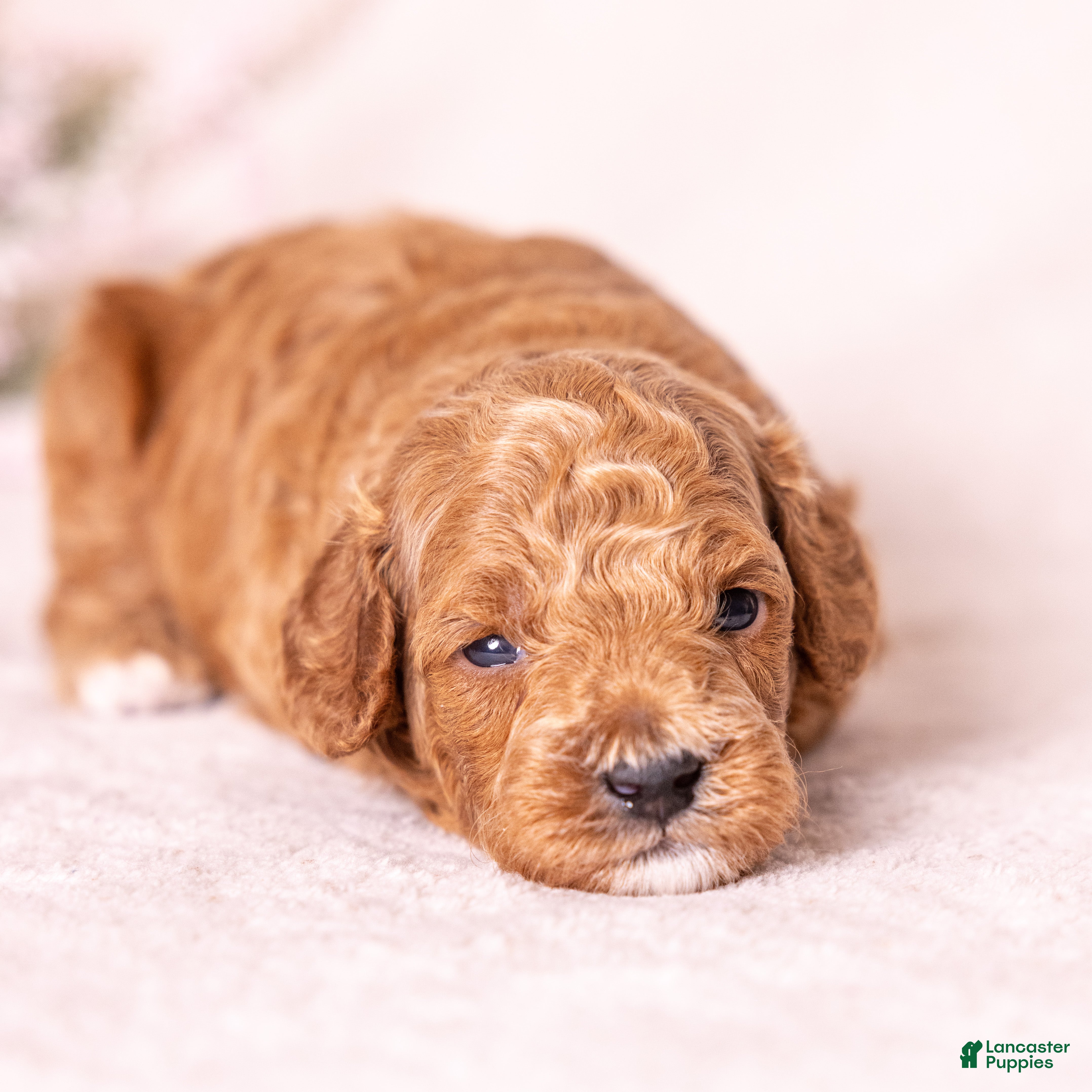 Miniature Poodle dogs Triumph - Ad 1