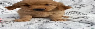 Scout