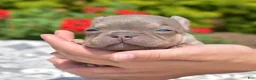 French Bulldog dogs for sale: Bleu - Ad 1