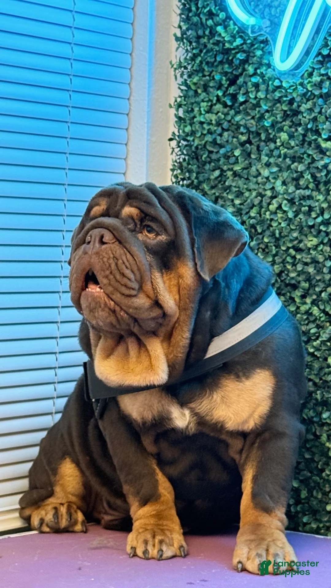 English Bulldog dogs for sale: English Bulldog 1 - Ad 9