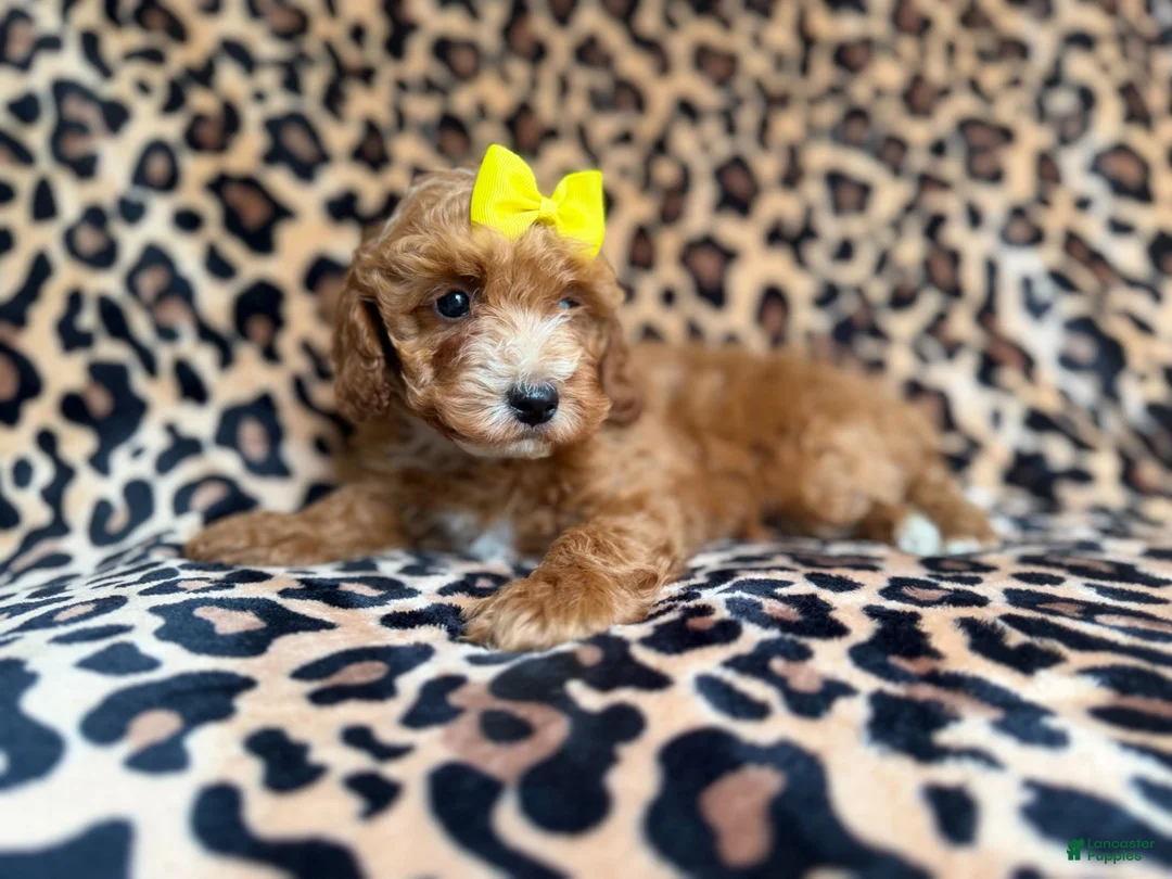 Cockapoo dogs for sale: Janey - Ad 9