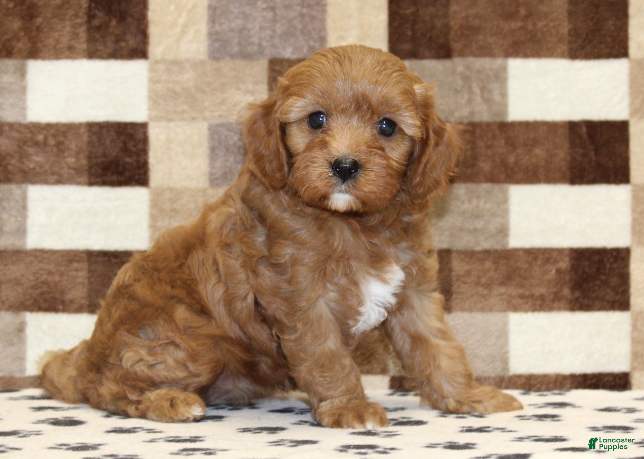 Cavapoo dogs Elsa - Ad 18