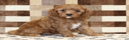 Cavapoo dogs for sale: Elsa - Ad 1
