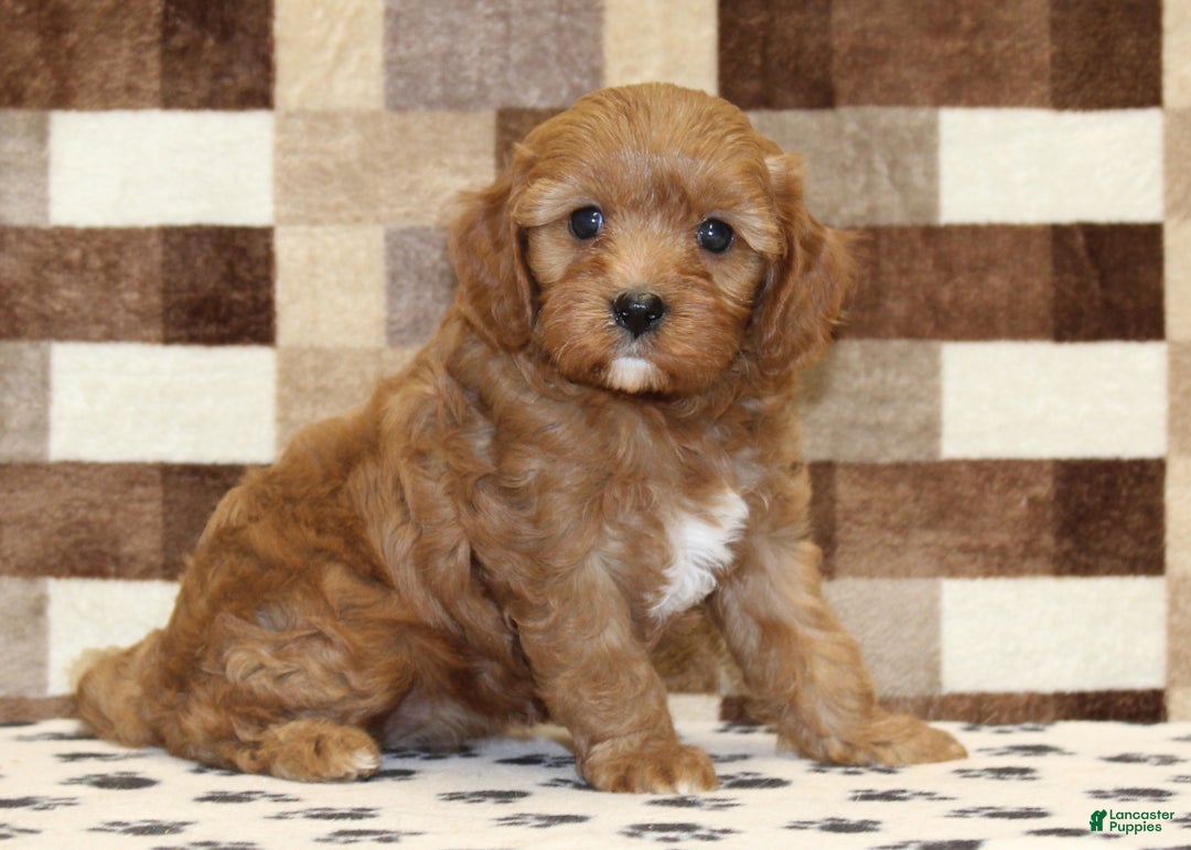 Cavapoo dogs for sale: Elsa - Ad 1