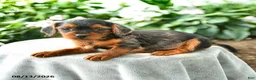 Yorkiepoo dogs for sale: Prisha - Ad 3