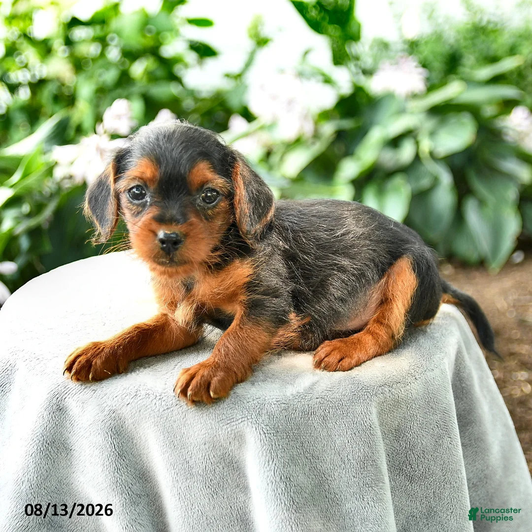Yorkiepoo dogs for sale: Prisha - Ad 3