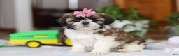 Shih Tzu dogs for sale: Tessa - Ad 4