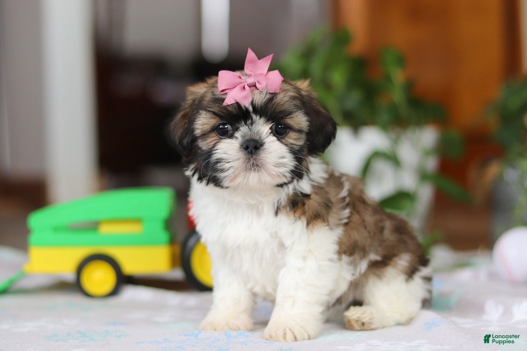 Shih Tzu dogs for sale: Tessa - Ad 4