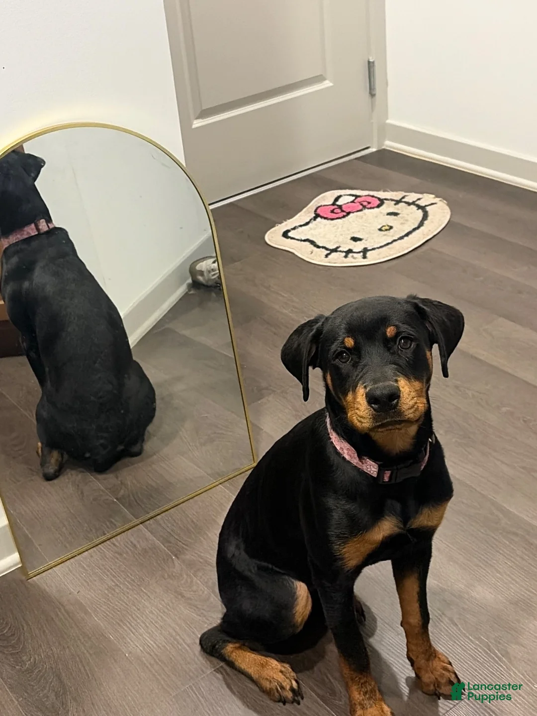 Rottweiler dogs for sale: Pamela  - Ad 2