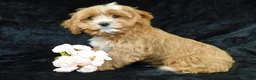 Cavapoo dogs for sale: King - Ad 9