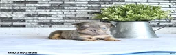 French Bulldog dogs for sale: Oliver - Ad 4