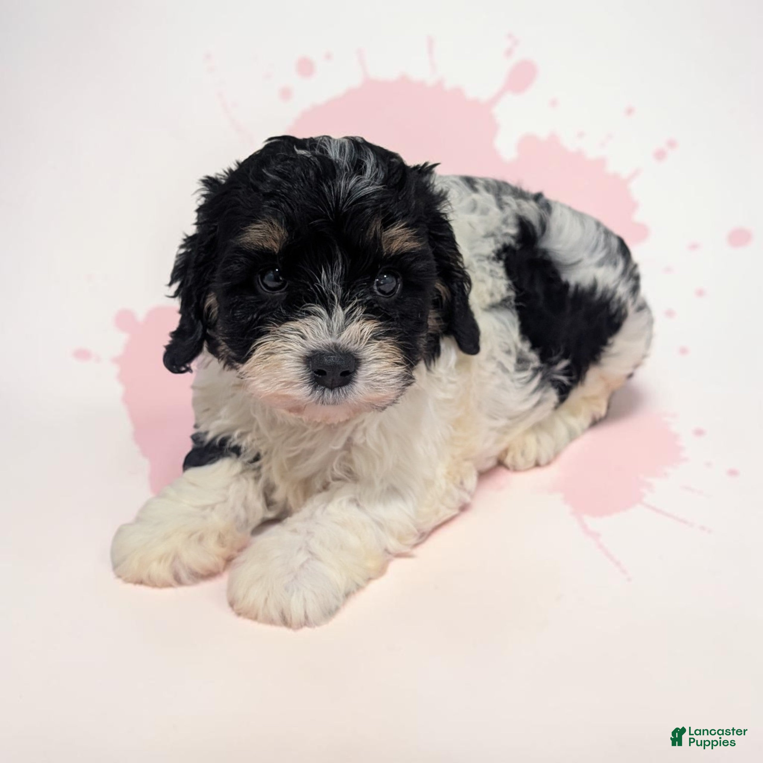 Cavapoo dogs Cherry - Ad 1